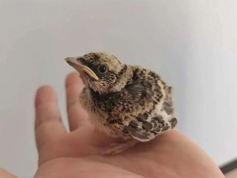 内蒙古破获一起非法猎捕收购百灵鸟案