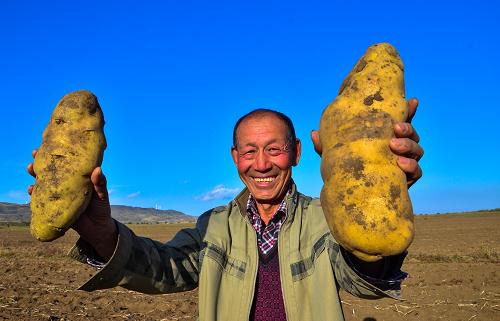 世界最大的土豆图片