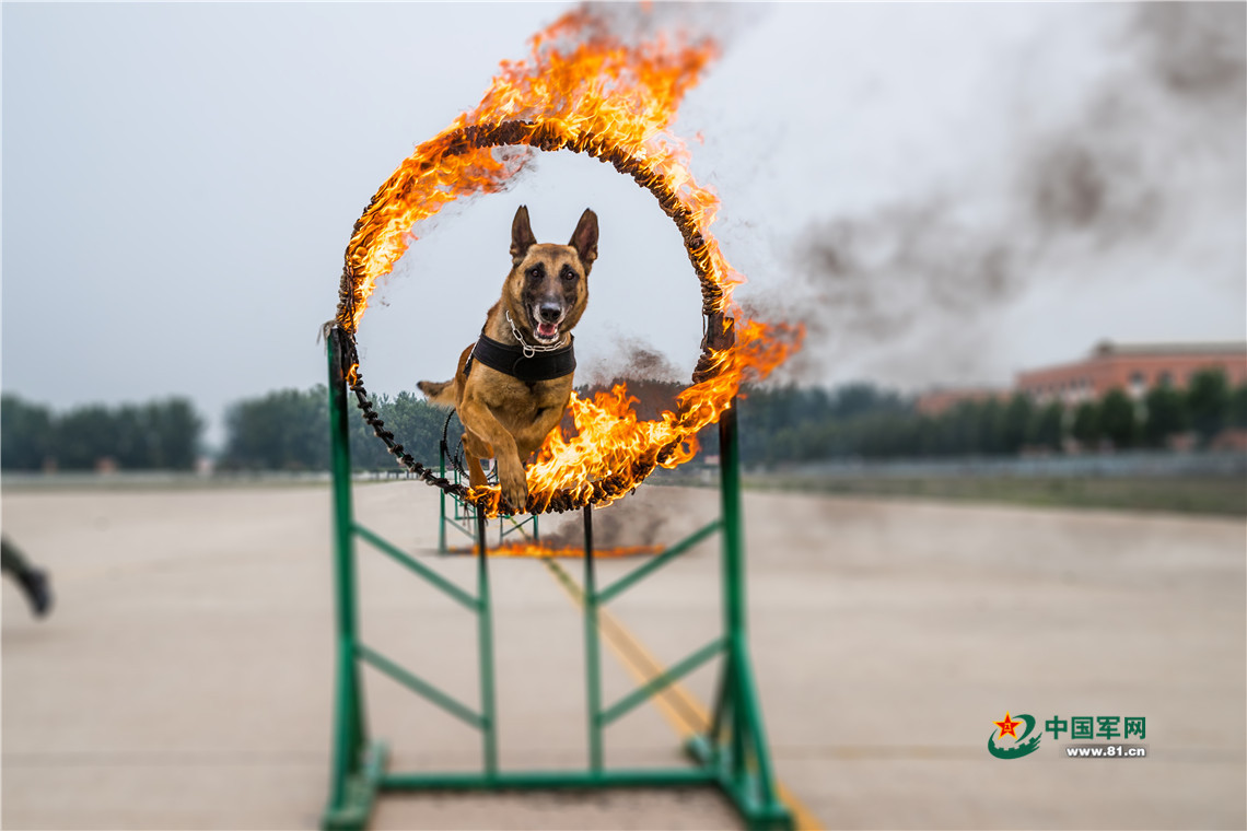特战警犬出击,训练现场这样解救"人质" - 中国军网