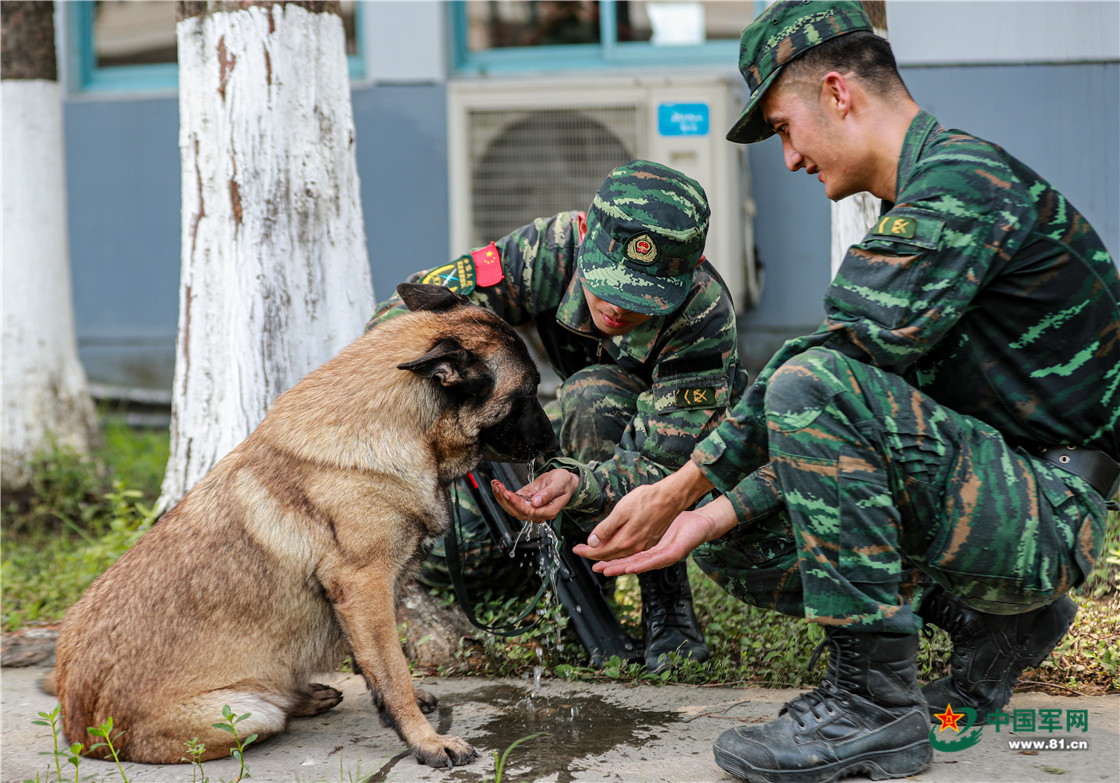 战士黄崎龙与军犬阿逸一起通过低姿网