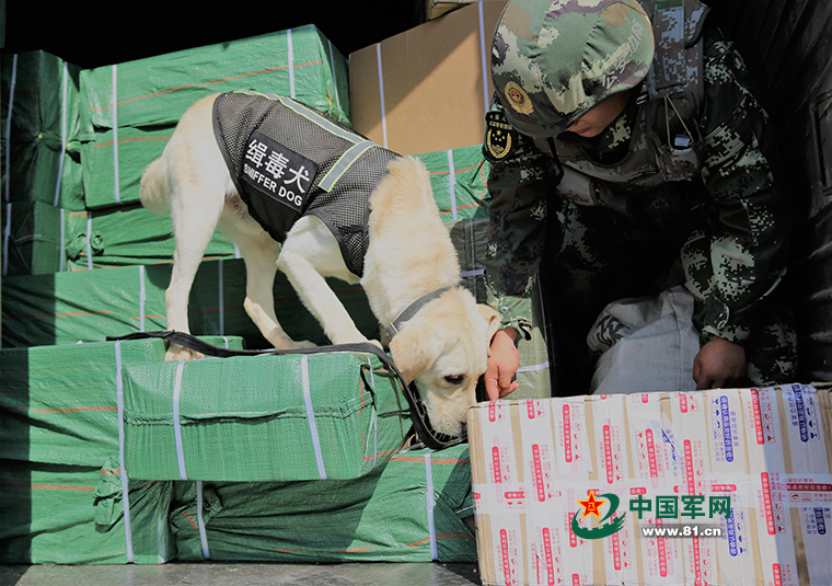 功勋缉毒犬"楚歌"