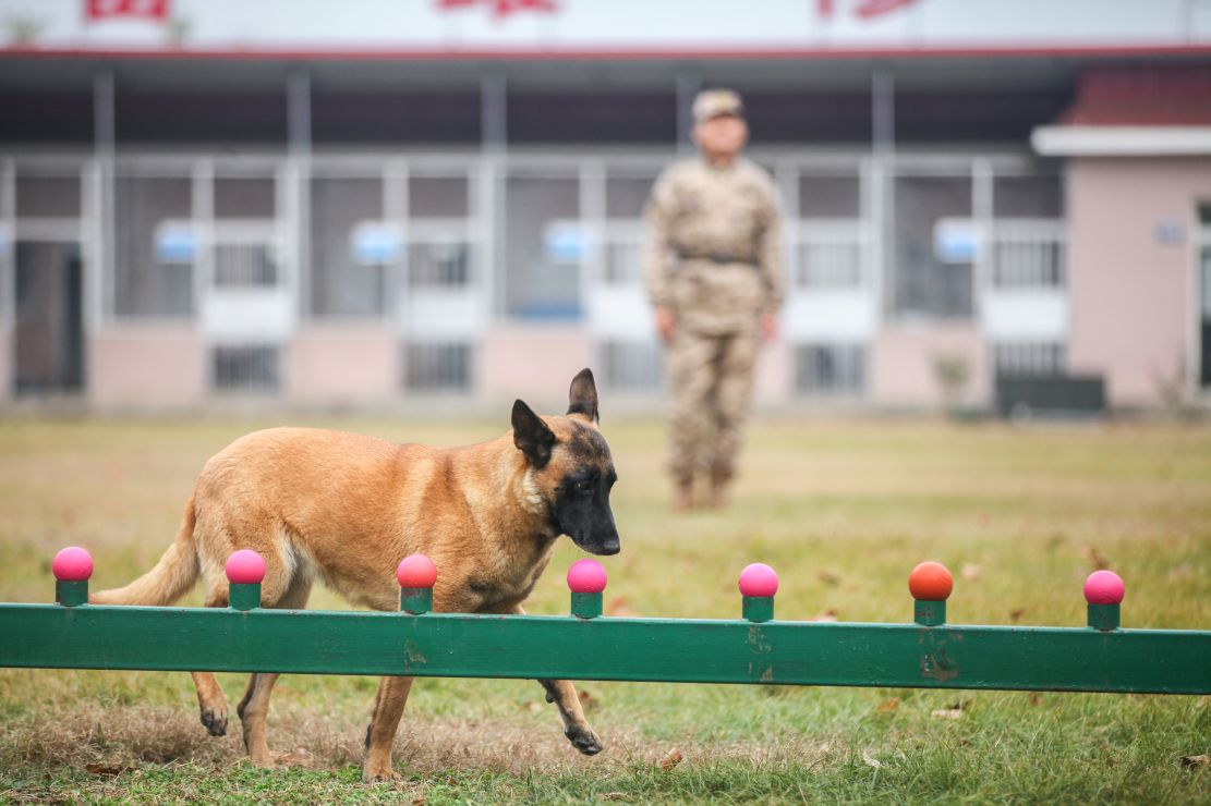 武警第一机动总队某支队扎实组织军犬训导强化训练 - 中国军网