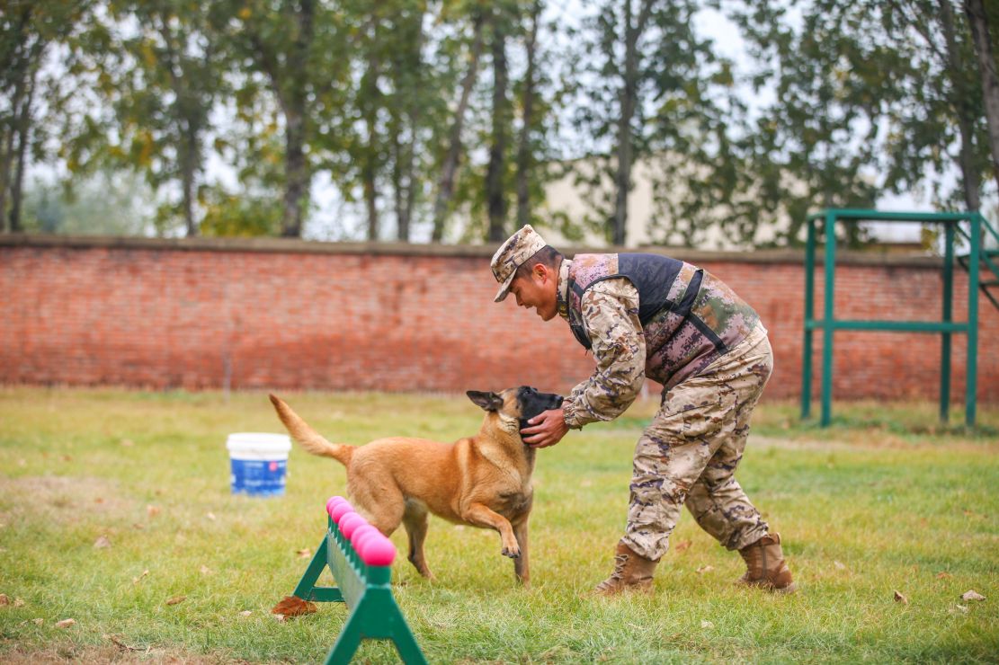 武警第一机动总队某支队扎实组织军犬训导强化训练 - 中国军网