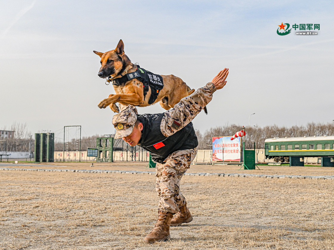 解锁警犬训练日常:战斗力满满 - 中国军网