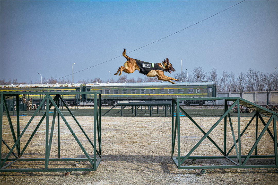 又飒又勇高清大图直击武警警犬训练现场