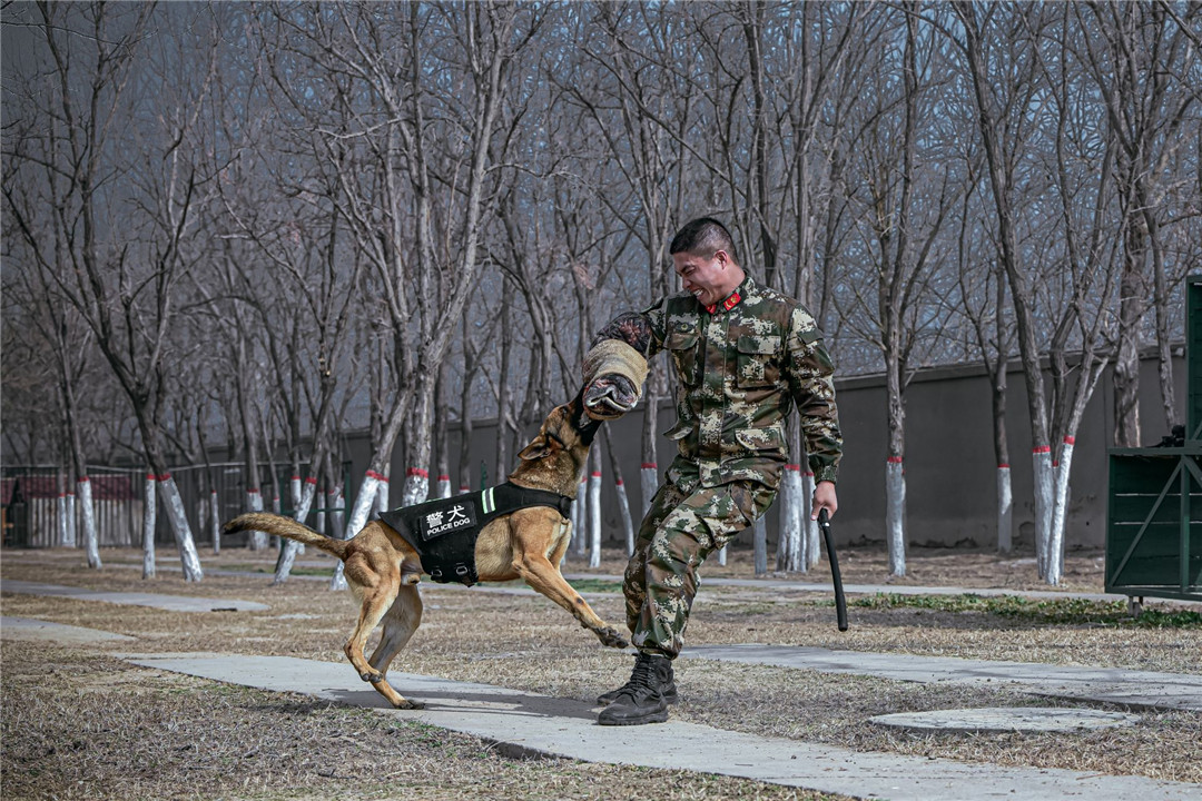 又飒又勇高清大图直击武警警犬训练现场