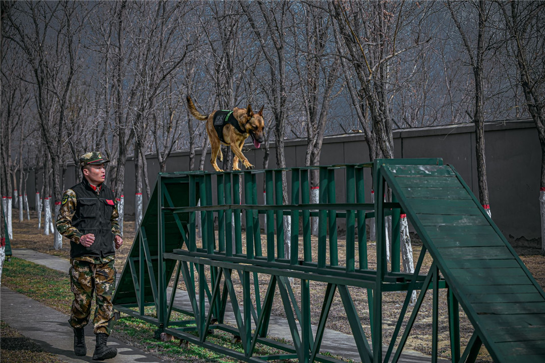 又飒又勇高清大图直击武警警犬训练现场