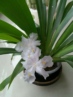 谨慎!六种会致癌的盆栽植物