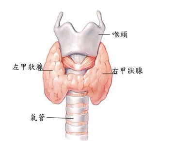 甲状腺癌已成为发病率增长最快的恶性肿瘤