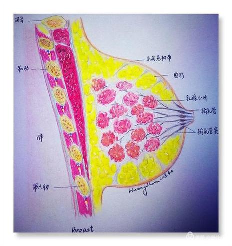 不健康,坚挺有何用?一份乳房自检手绘等你签收 - 中国军网
